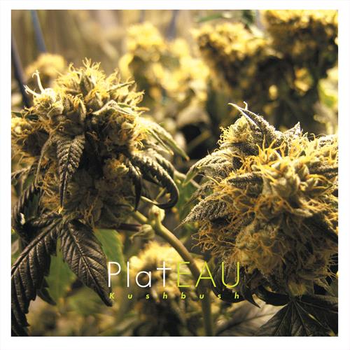 Glen Innes, NSW, Kushbush, Music, Vinyl LP, MGM Music, Dec24, Artoffact Records, Plateau, Acoustic / Instrumental